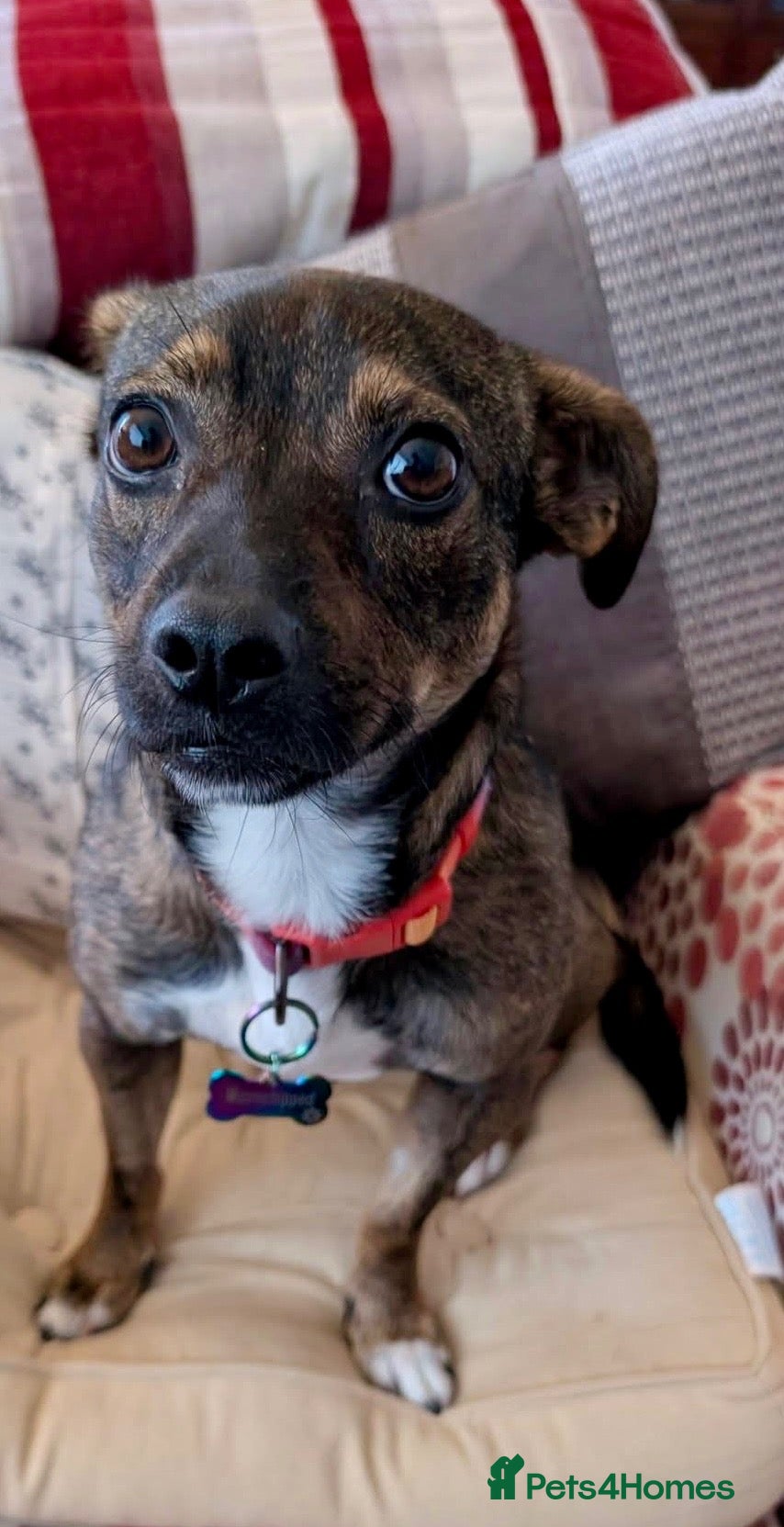 Mixed Breed dogs for adoption: Star 18 month old - under 10kg - Advert 1