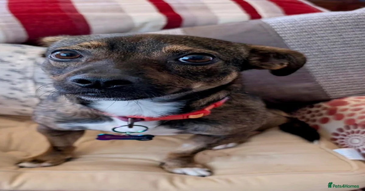 Older Dogs for adoption | Pets4Homes