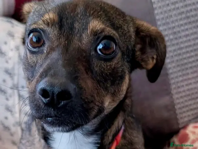 Mixed Breed dogs for adoption: Star 18 month old - under 10kg - Advert 1