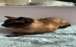 Siamese cats for sale: Beautiful Siamese Kittens - Advert 14