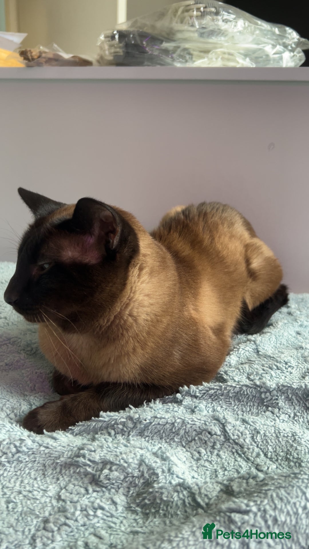 Siamese cats for sale: Beautiful Siamese Kittens - Advert 14