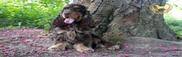 Cocker Spaniel dogs for stud: Stunning Italian Import Show Type Stud! in Derby - Advert 6
