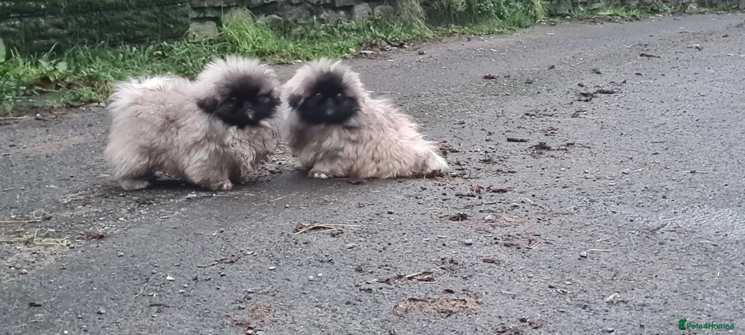 Pekingese dogs for sale: Pekingese puppys (Champion Bloodlines) - Advert 11