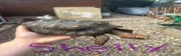 Tortoise reptiles for sale: Trio red footed tortoises - Advert 9
