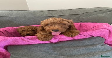 Cockapoo dogs - Advert 2