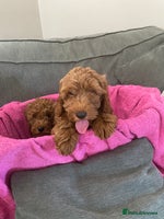 Cockapoo dogs - Advert 2