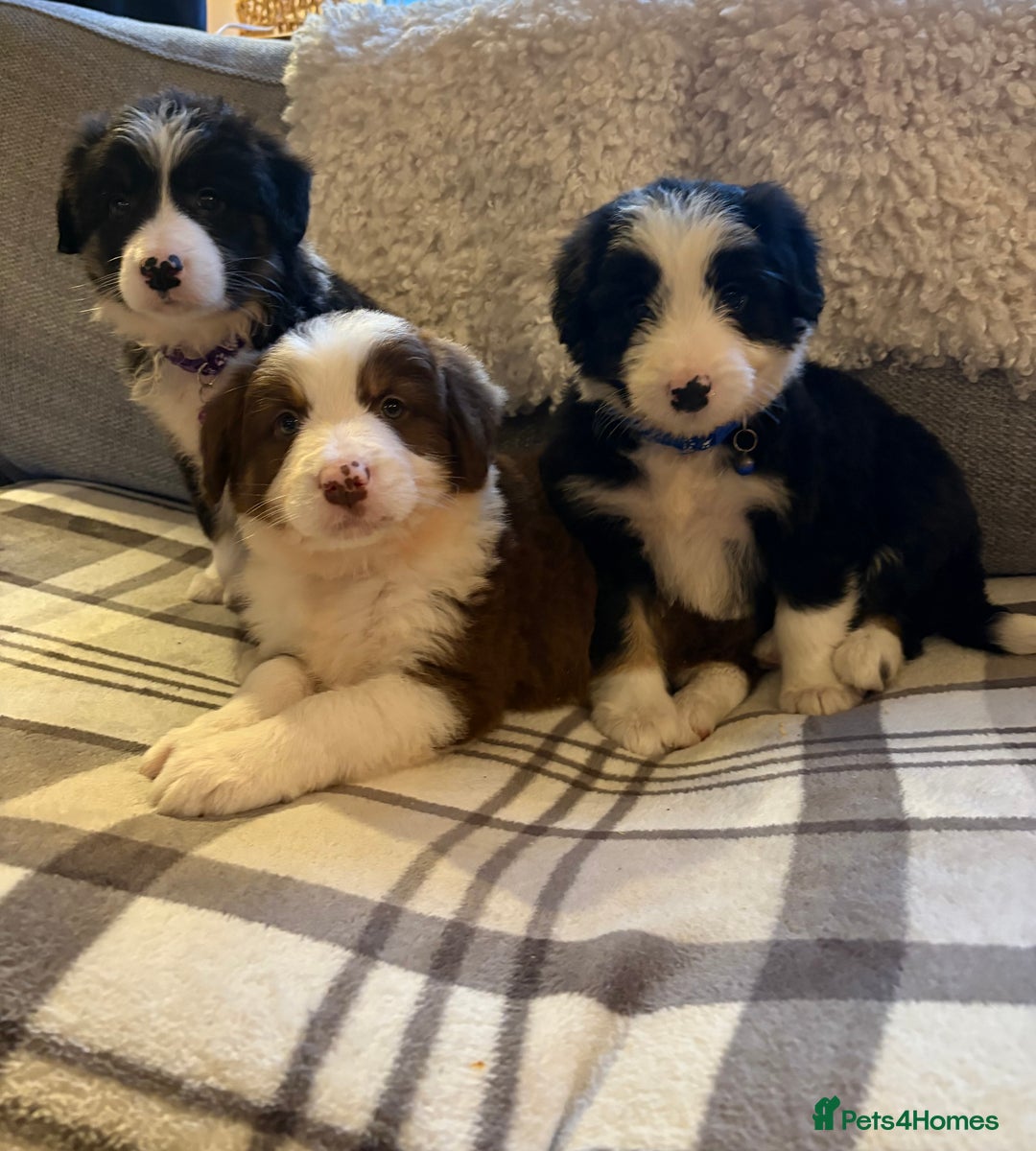 Bearded Collie dogs for sale: 💥3/4 beautiful BEARDIE BOY! 💥 - Advert 32