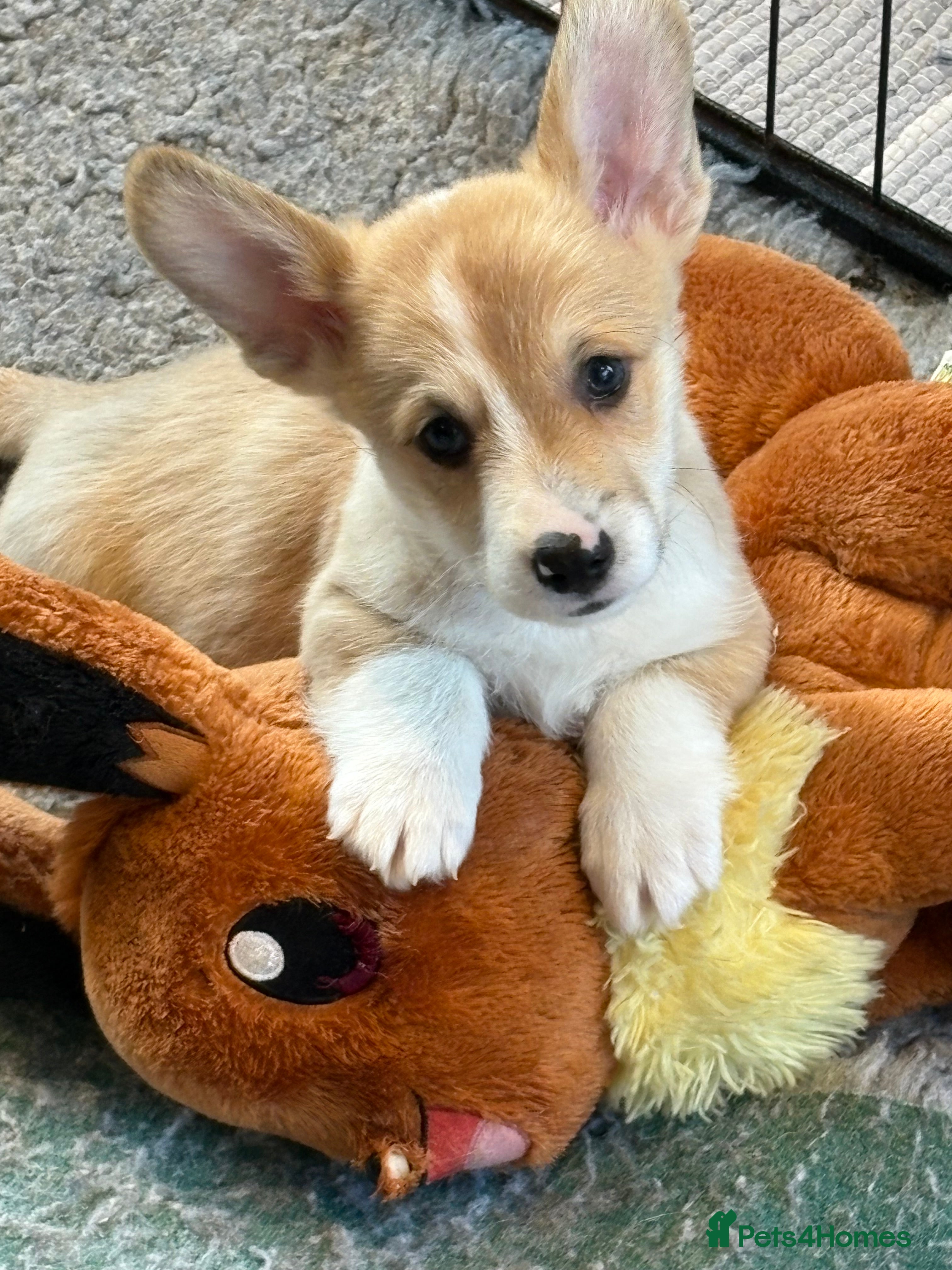 Welsh Corgi Pembroke dogs Top quality corgi puppies  - Advert 1