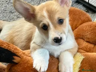 Welsh Corgi Pembroke dogs Top quality corgi puppies - Advert 4