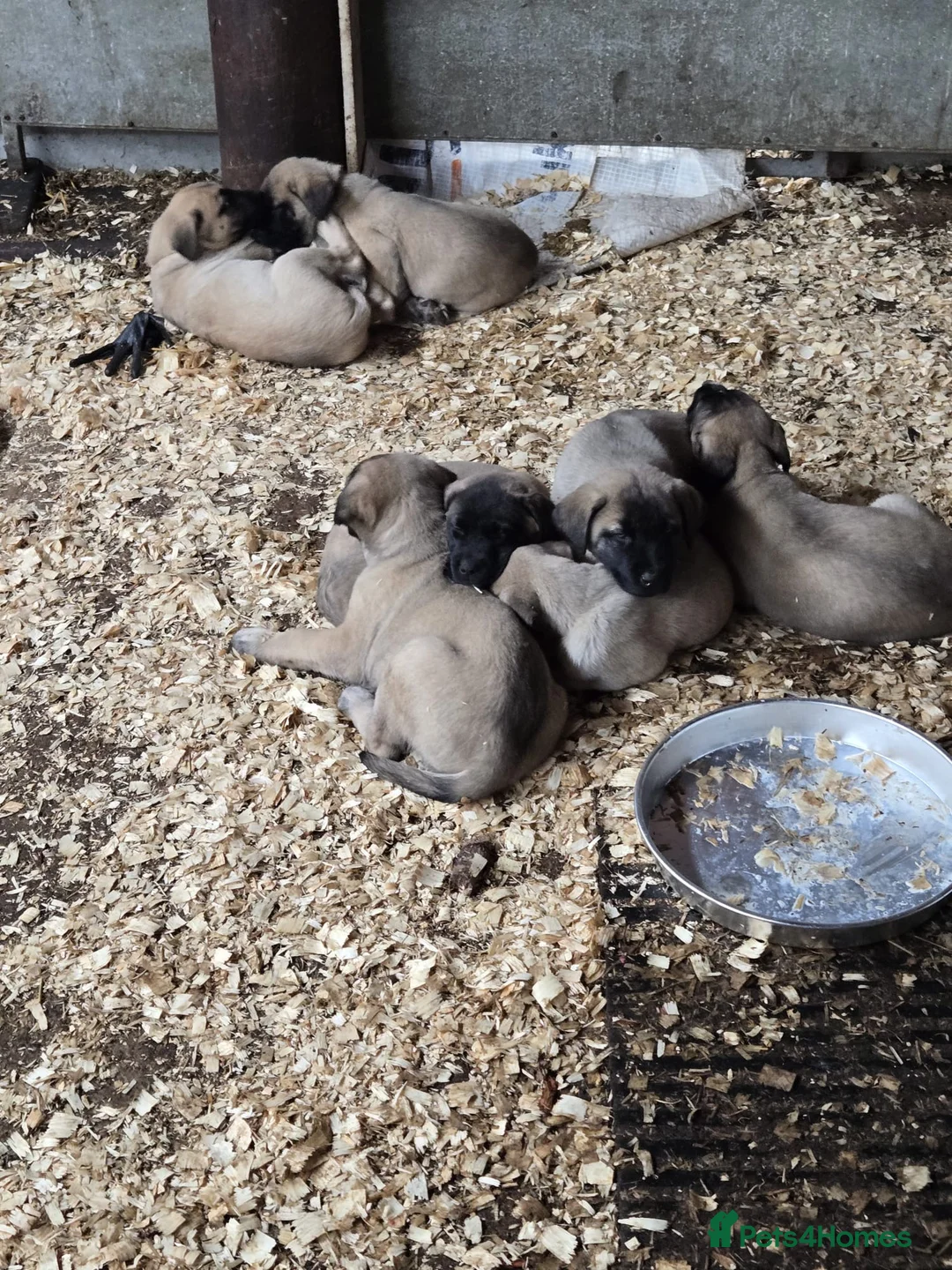 Anatolian Shepherd dogs for sale: Beautiful litter 5 girls left  - Advert 26