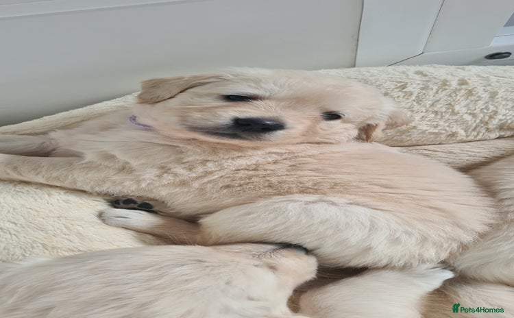 Golden Retriever dogs - Advert 15