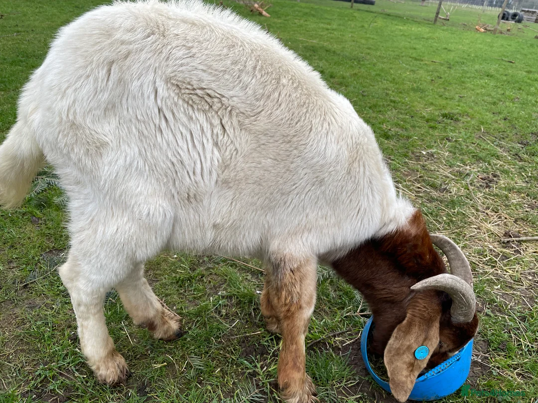 Goats livestock for sale: Traditional Boer Buck - Advert 3