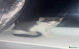 Mixed Breed cats for sale: Grey and white kitten - Image 2