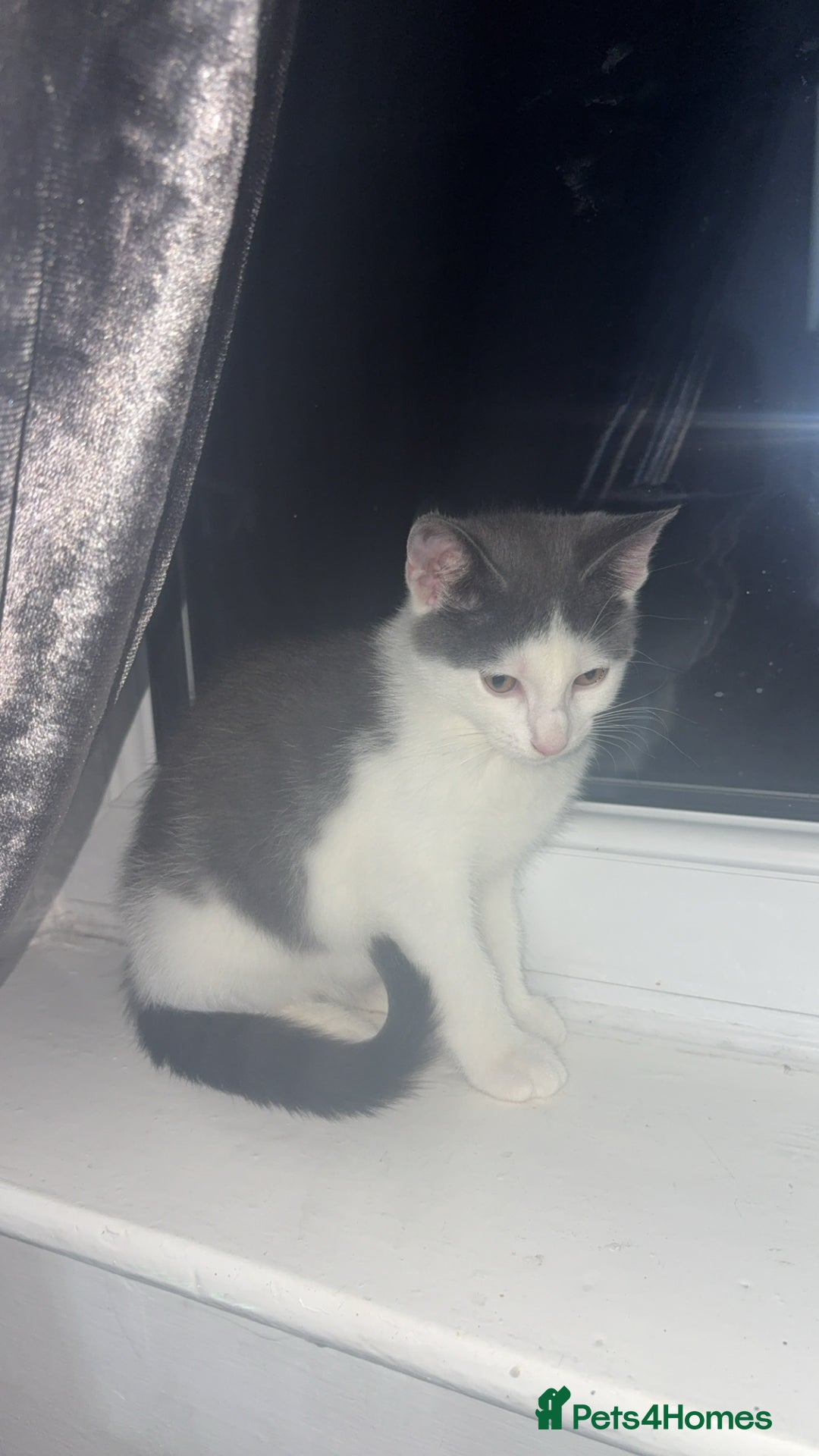 Mixed Breed cats for sale: Grey and white kitten - Image 2