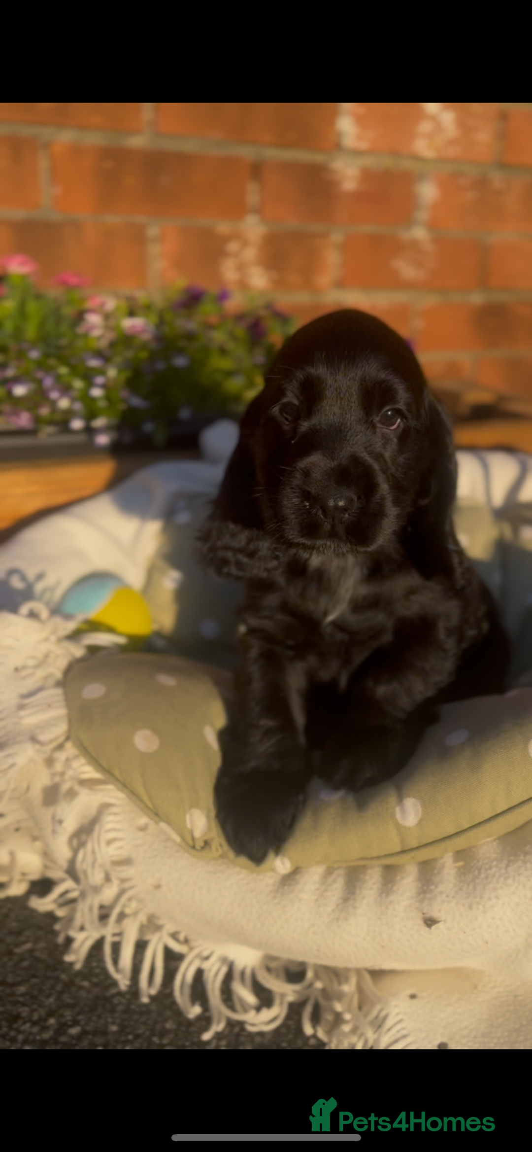Cocker Spaniel dogs for sale: 🌟Gorgeous 100% show type cocker spaniel puppies🌟 - Image 14