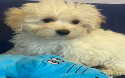 Mixed Breed dogs for sale: Beautiful Shihpoo cross maltese puppies - Image 9