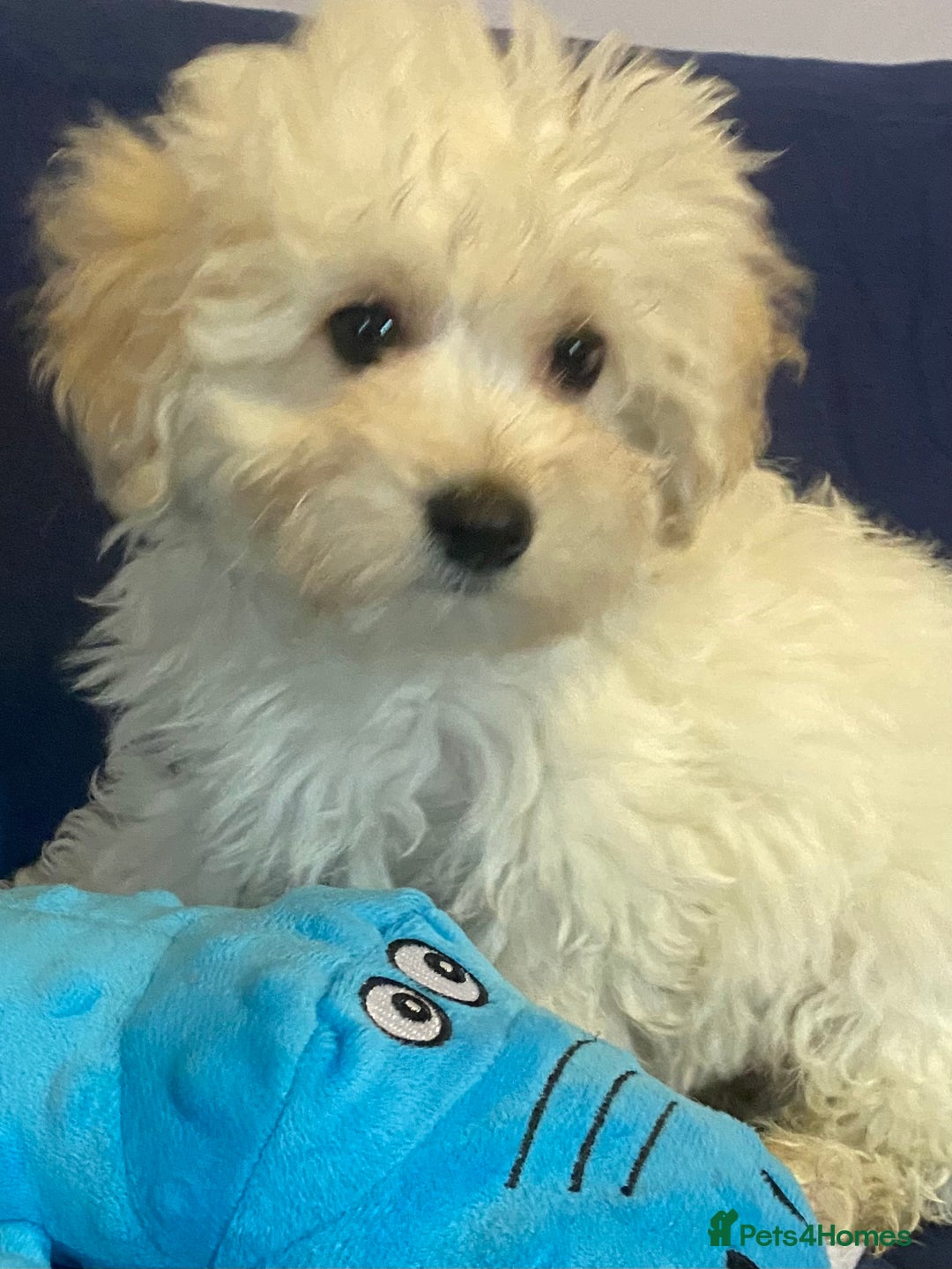 Mixed Breed dogs for sale: Beautiful Shihpoo cross maltese puppies - Image 9