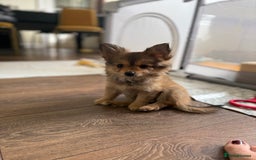 Pomeranian dogs for sale:  Adorable Pomeranian puppies  - Image 15