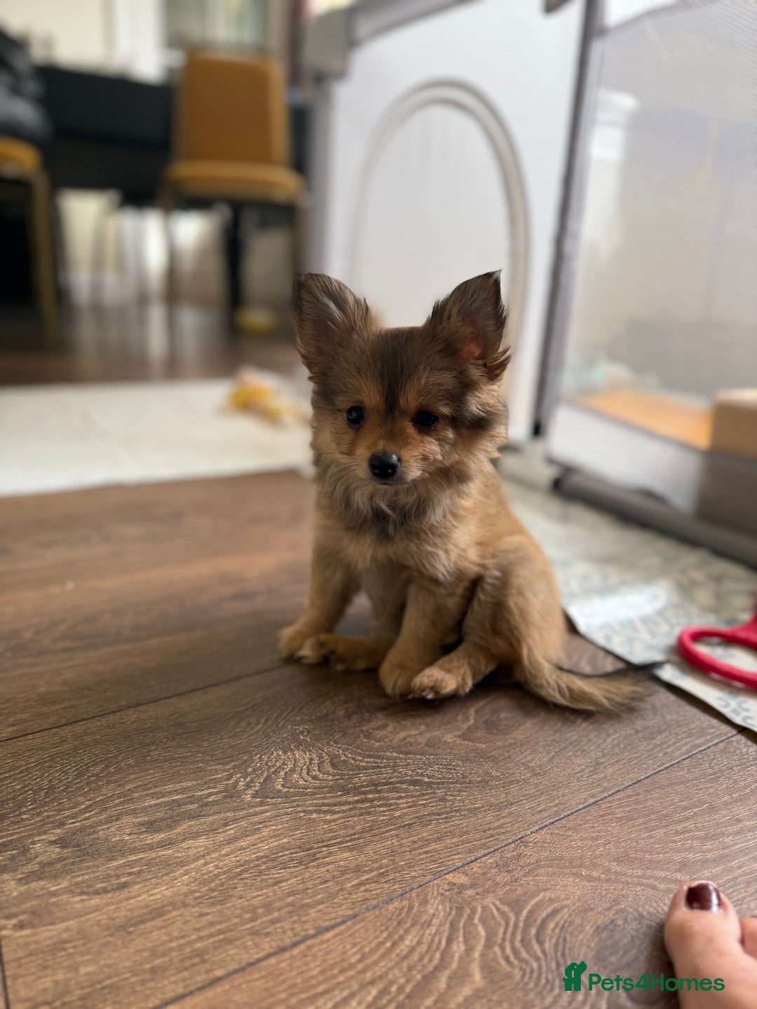 Pomeranian dogs for sale:  Adorable Pomeranian puppies  - Image 15