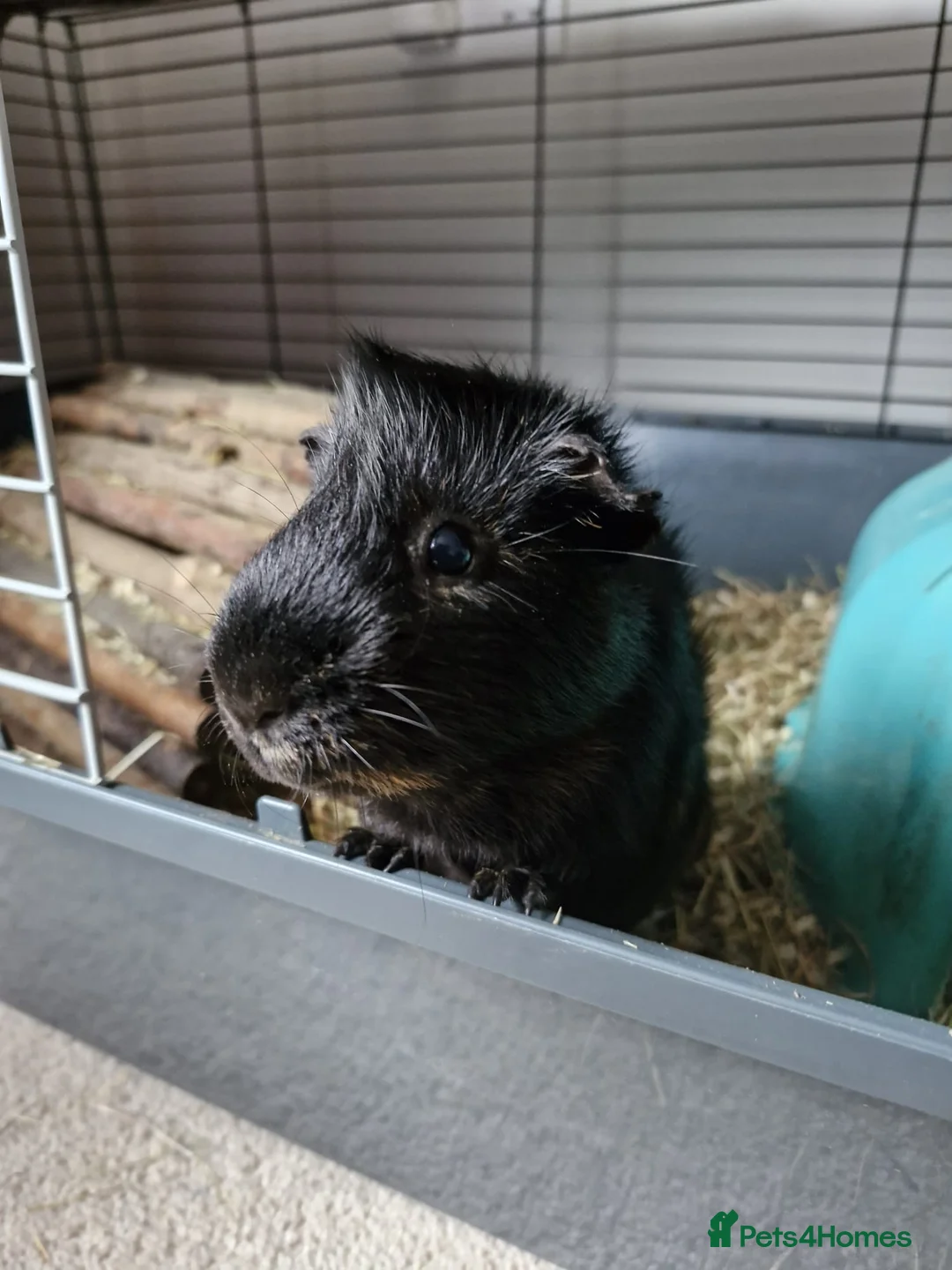 Guinea Pig rodents for sale: Charming little man looking for a friend - Advert 2