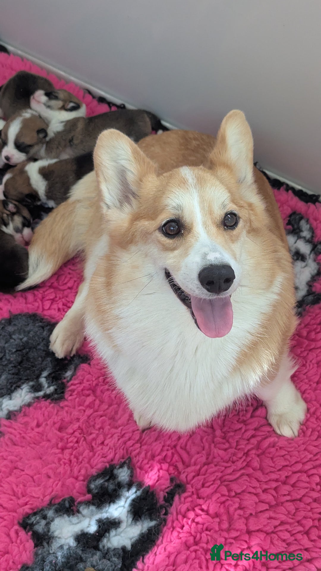 Welsh Corgi Pembroke dogs for sale: Champion line corgi puppies health tested parents  - Image 5