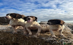 English Springer Spaniel dogs for sale: Beautiful litter of KC reg ESS - Image 3