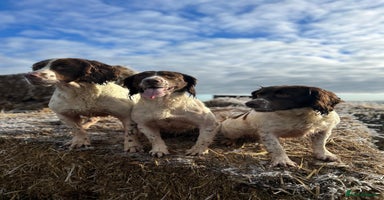 English Springer Spaniel dogs - Advert 1