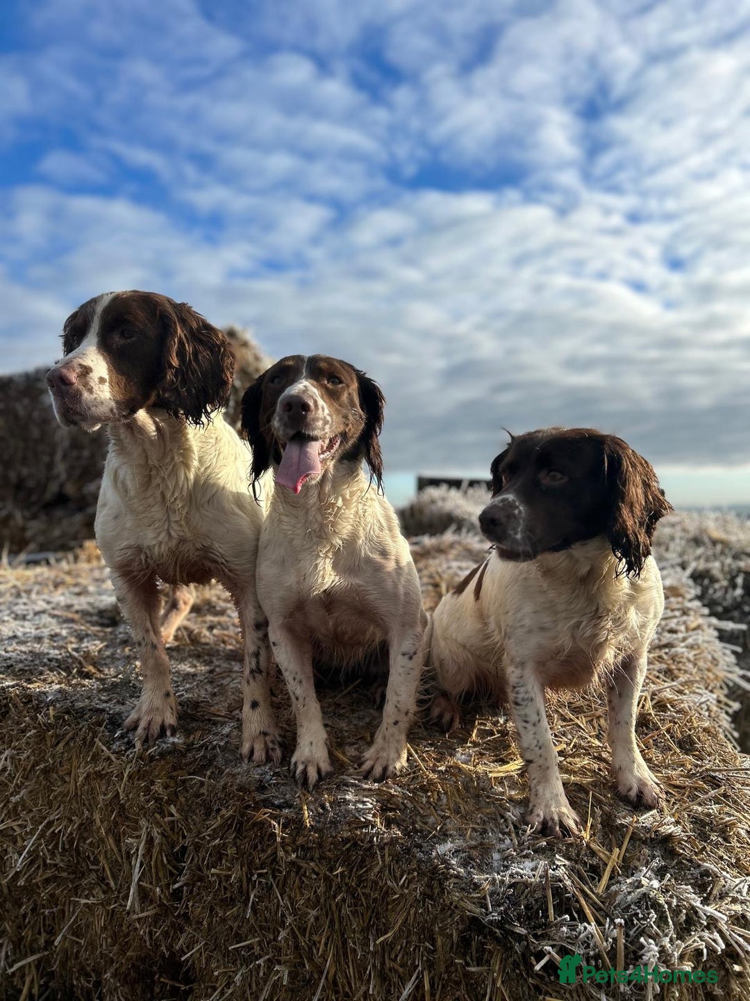 English Springer Spaniel dogs for sale: Beautiful litter of KC reg ESS - Image 3