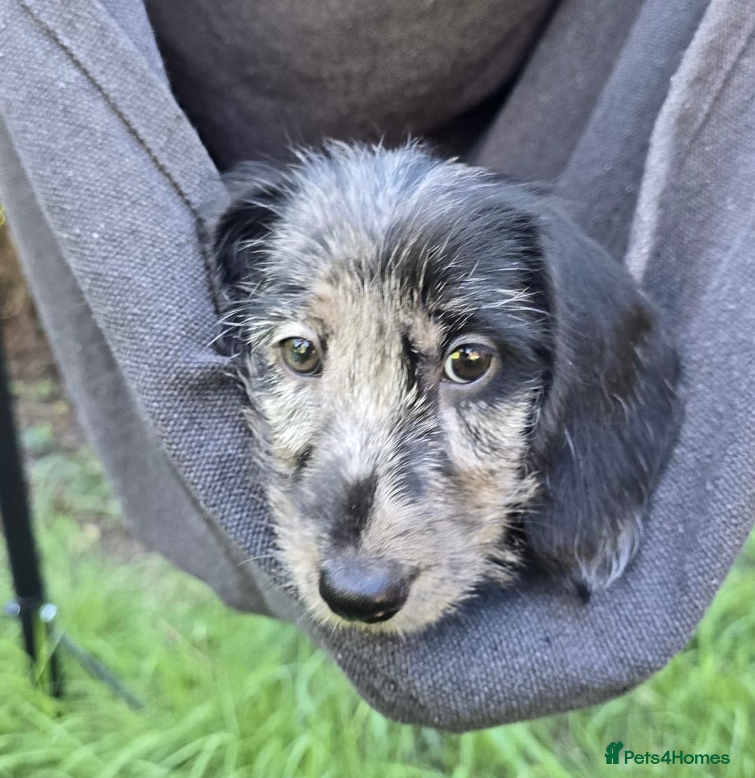 Mixed Breed dogs Gorgeous cheeky dachshund x quarter yorkie pups  - Advert 2