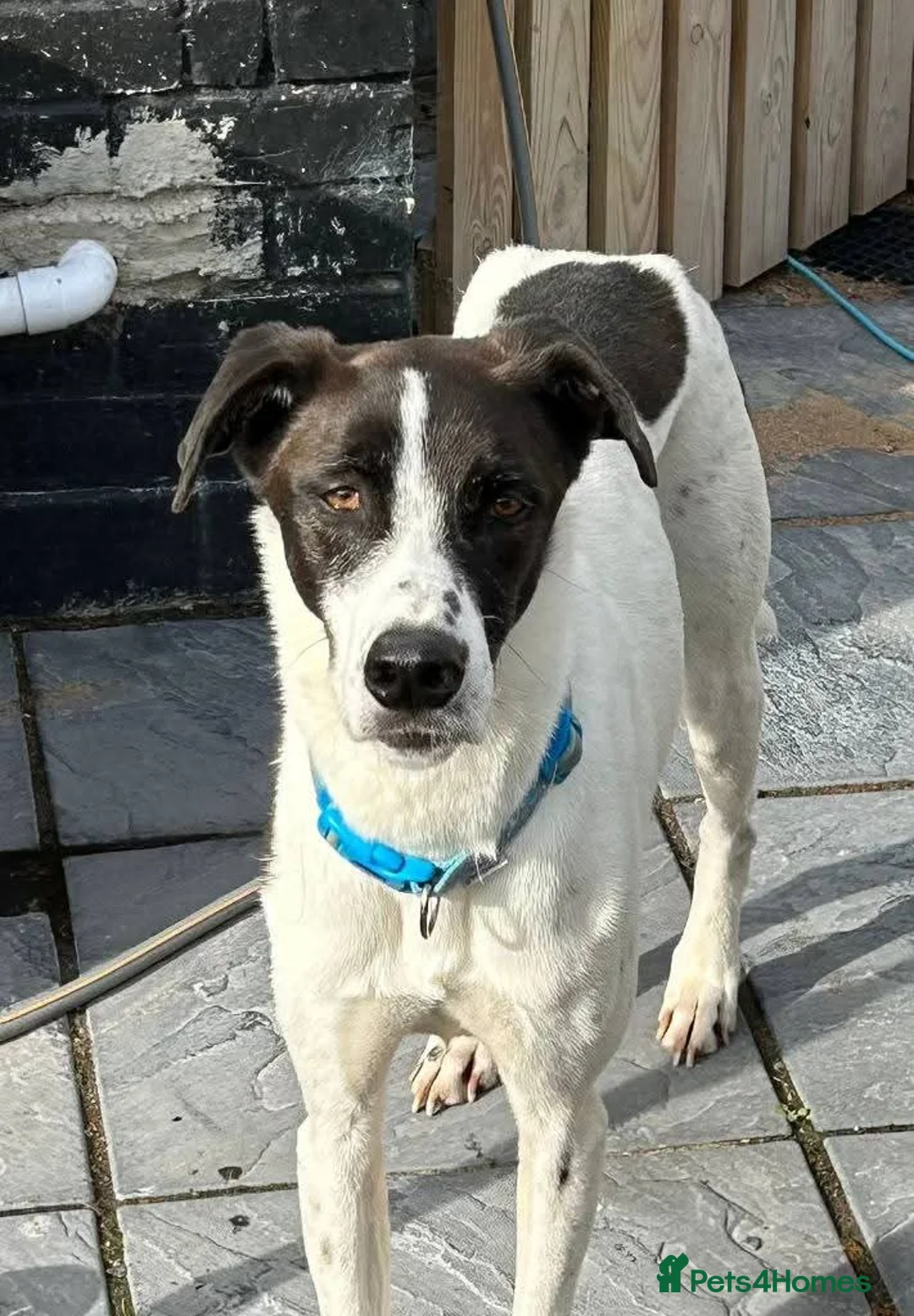 Mixed Breed dogs for adoption: Meet Fred& Wilma, currently residing in Essex  in Saffron Walden - Advert 4