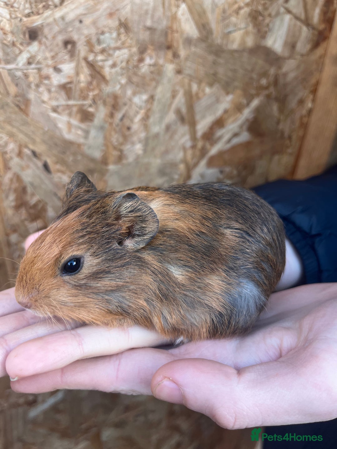 Guinea Pig rodents for sale: Guinea pigs for sale - Advert 8