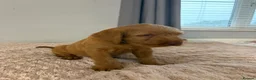 Hungarian Vizsla dogs for sale: 🐶 Beautiful Wired Haired Hungarian Visla Puppies in Saint Helens - Advert 16