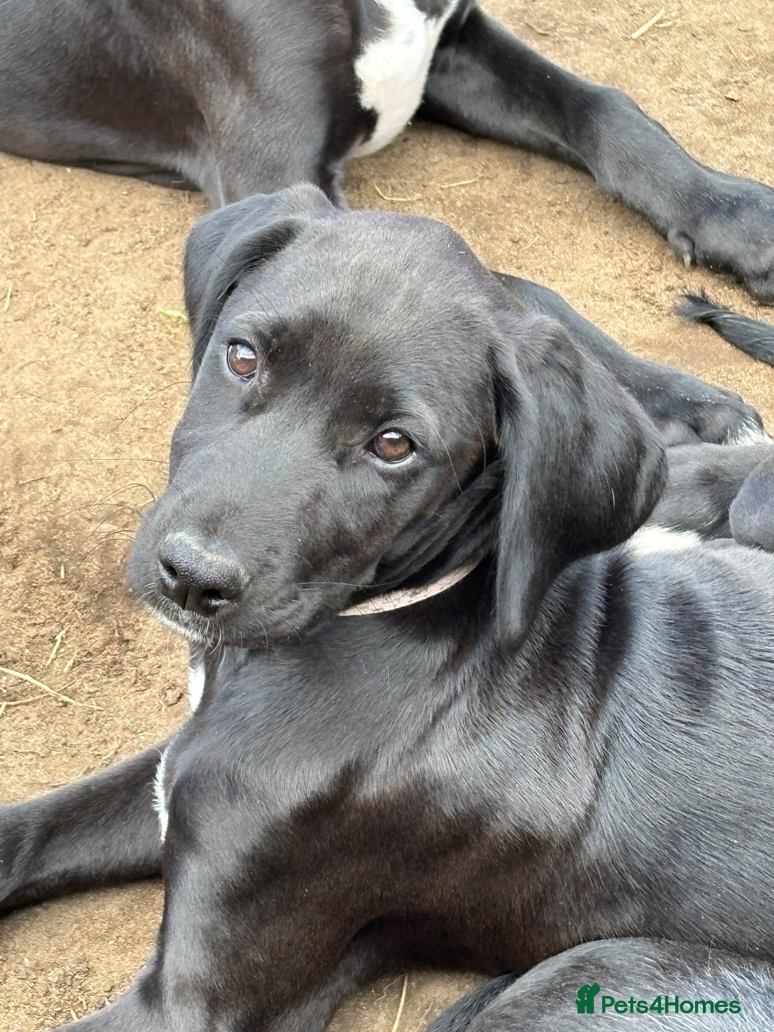Lurcher dogs Deerhound/Lurcher X  Poodle/Saluki puppies  - Advert 2