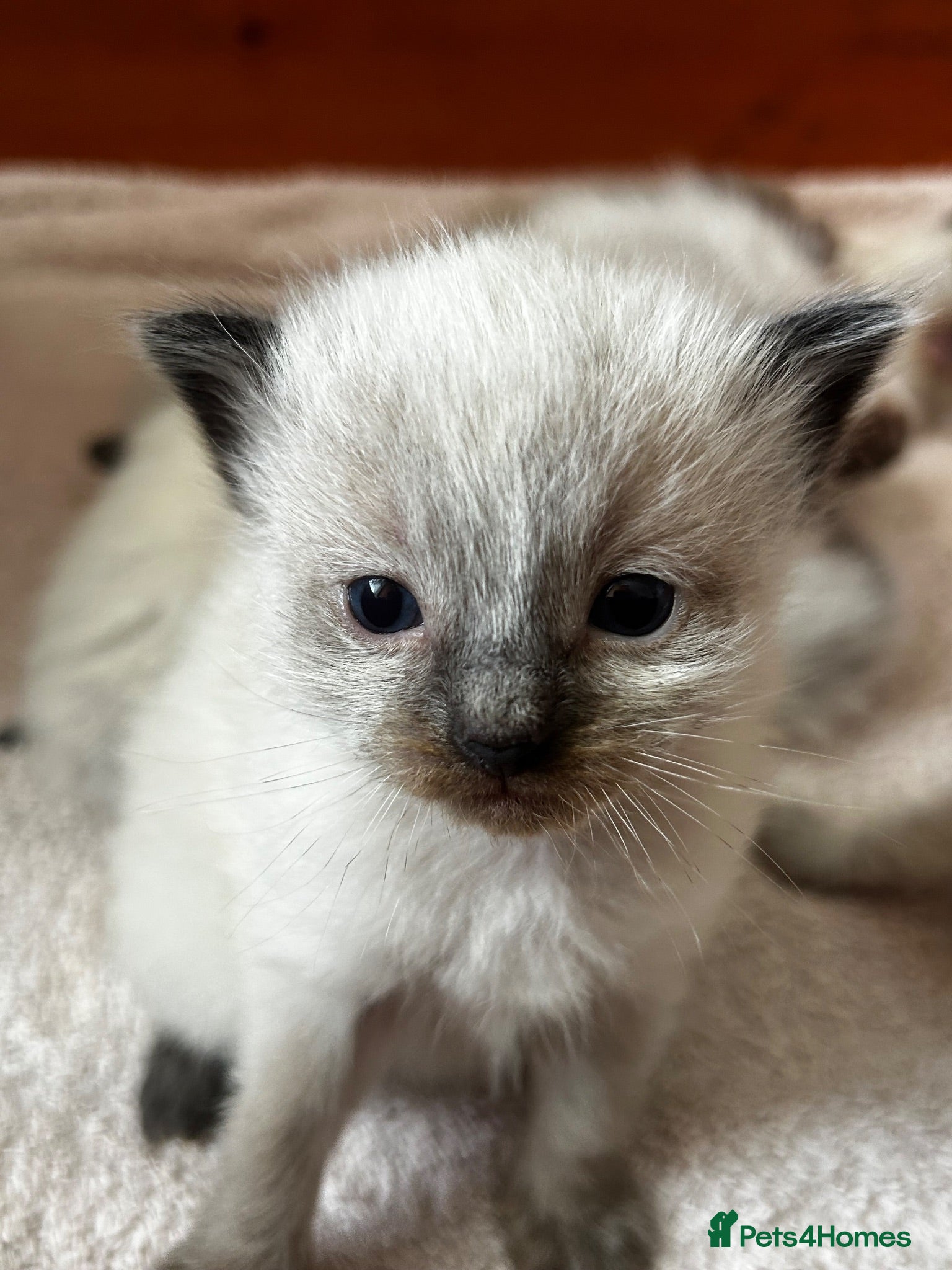 Ragdoll cats Kittens for sale  - Advert 3