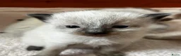 Ragdoll cats for sale: Kittens for sale  in Newcastle upon Tyne - Advert 1