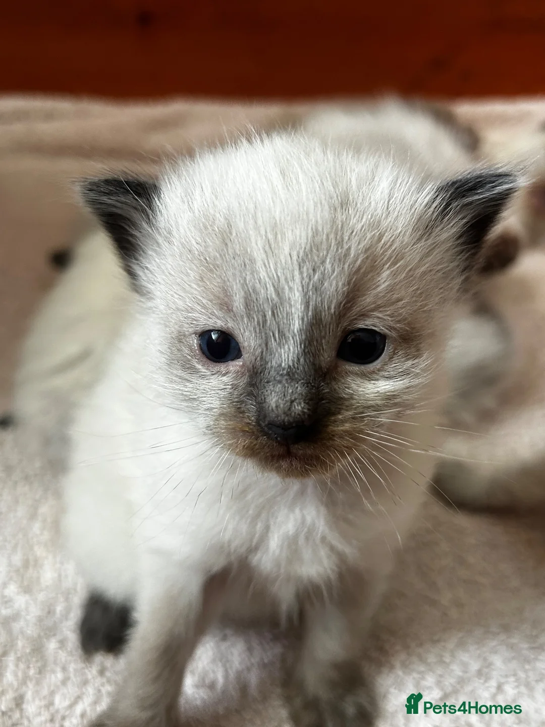 Ragdoll cats for sale: Kittens for sale  in Newcastle upon Tyne - Advert 1