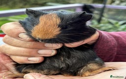 Guinea Pig rodents for sale: Beautiful multicoloured pups, ready 22nd October - Image 3