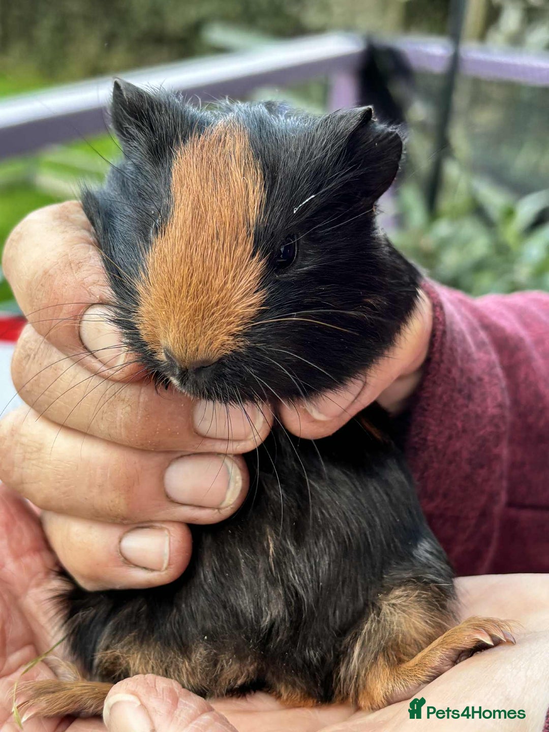Guinea Pig rodents for sale: Beautiful multicoloured pups, ready 22nd October - Image 3