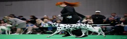 Dalmatian dogs for sale:  Harley, the enchanting half-Aussie is due soon. in Stafford - Advert 14