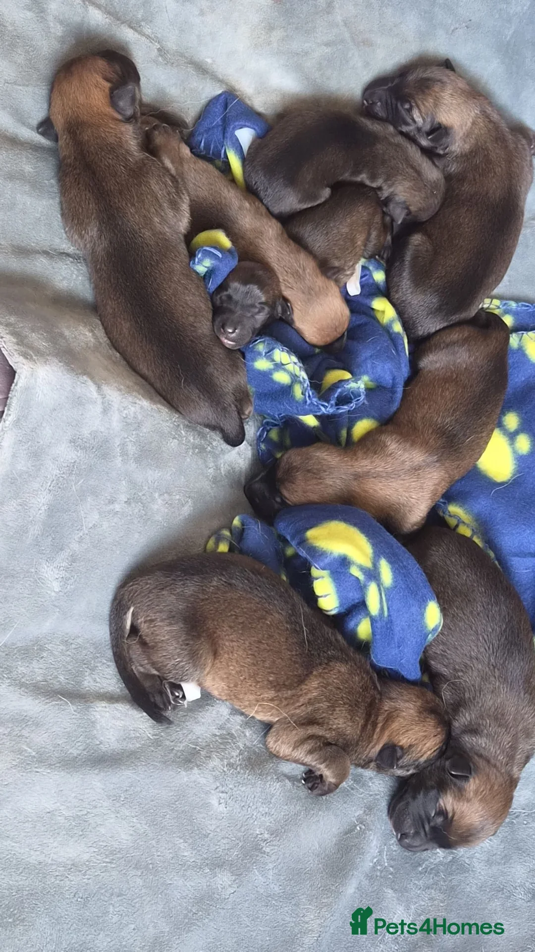 Belgian Shepherd Dog dogs for sale: Beautiful Belgian Malinois  in Sunderland - Advert 2