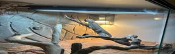 Bearded Dragon reptiles for sale: Bearded dragon  in ELY - Advert 2