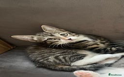 Mixed Breed cats for sale: 1 x Beautiful Female Kitten left Ready Now - Image 11