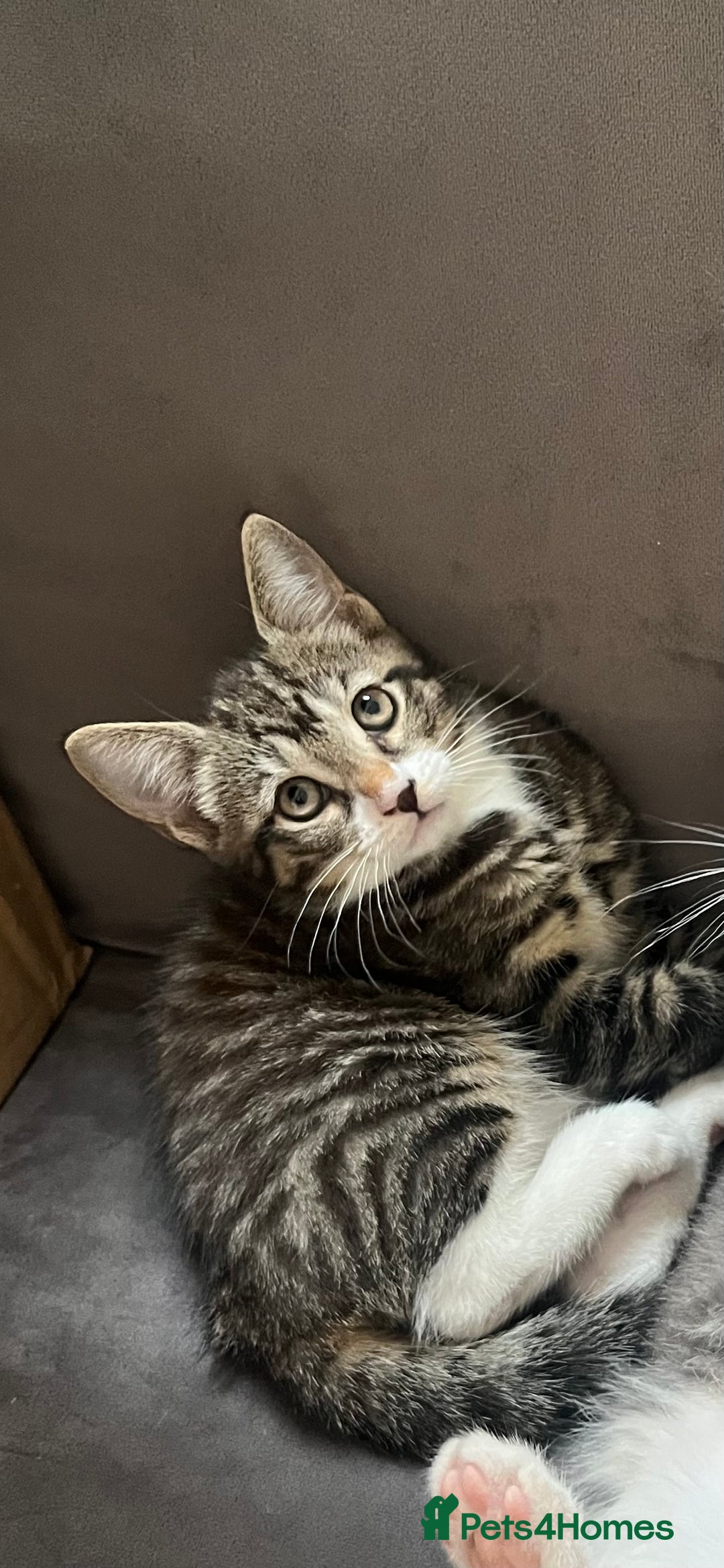 Mixed Breed cats for sale: 1 x Beautiful Female Kitten left Ready Now - Image 11