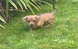 Dachshund dogs for sale: Mini dachshund puppies  - Image 5