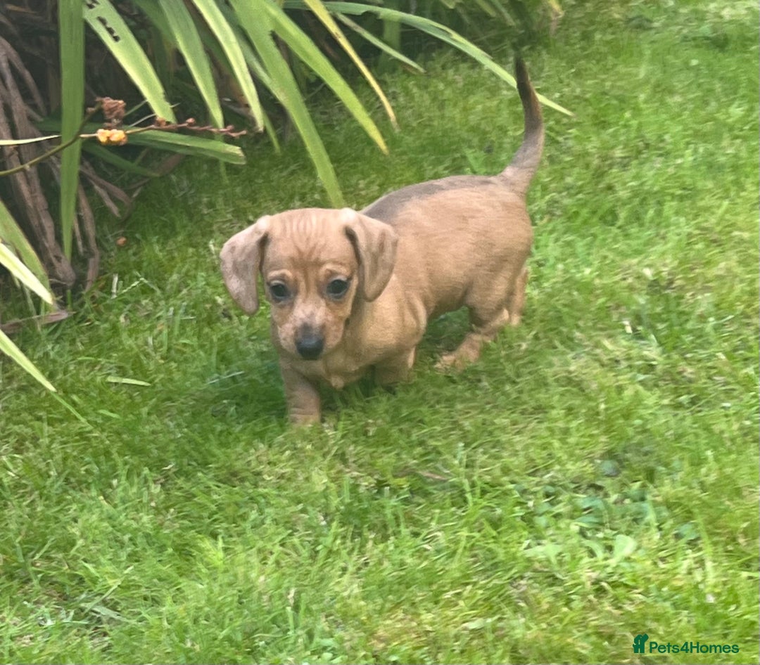 Dachshund dogs for sale: Mini dachshund puppies  - Image 5