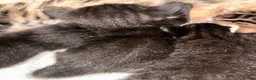 Mixed Breed cats for sale: Bengal mix kittens  - Advert 4
