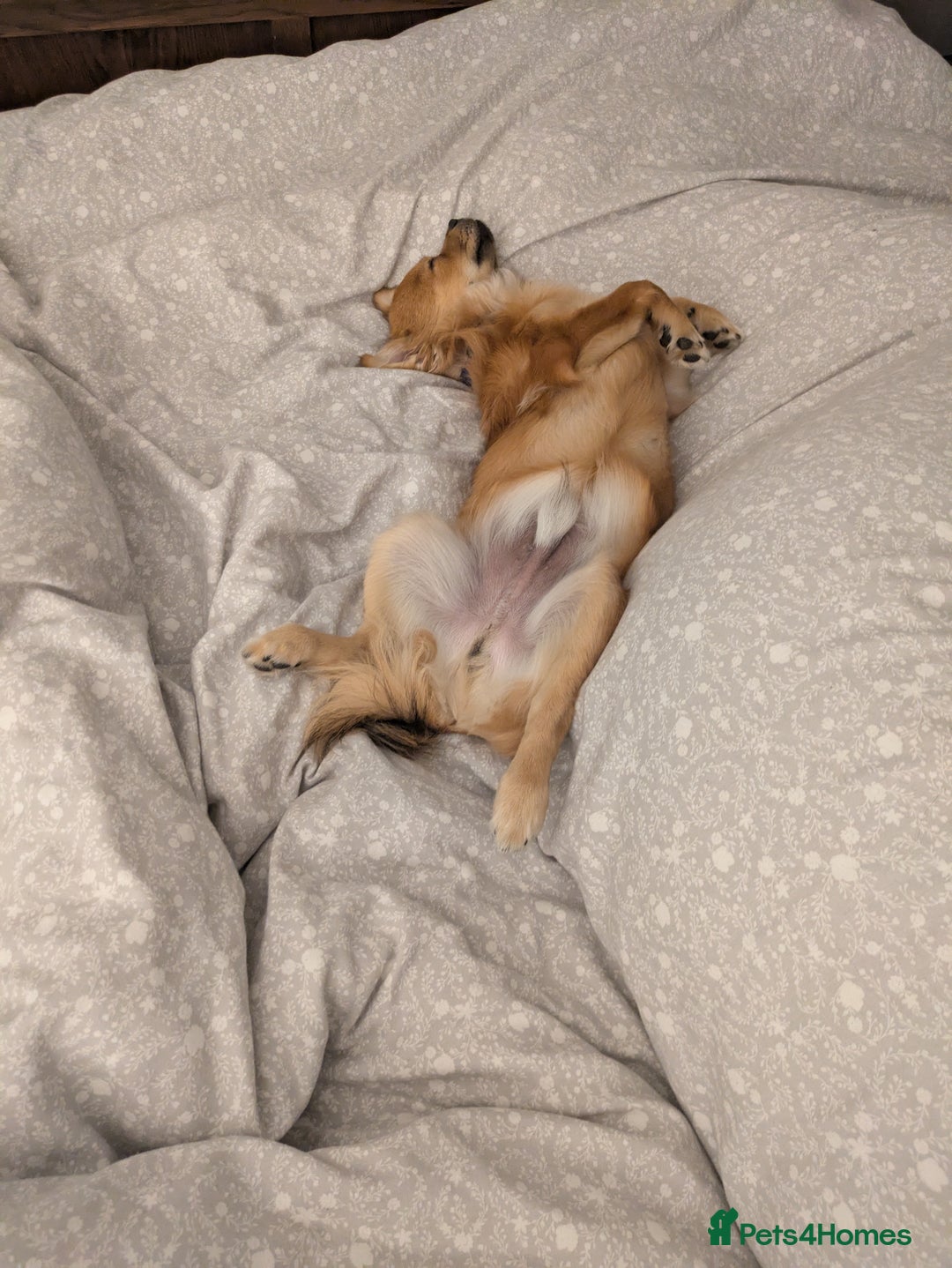 Pomchi dogs for sale: Pomchi - Image 5