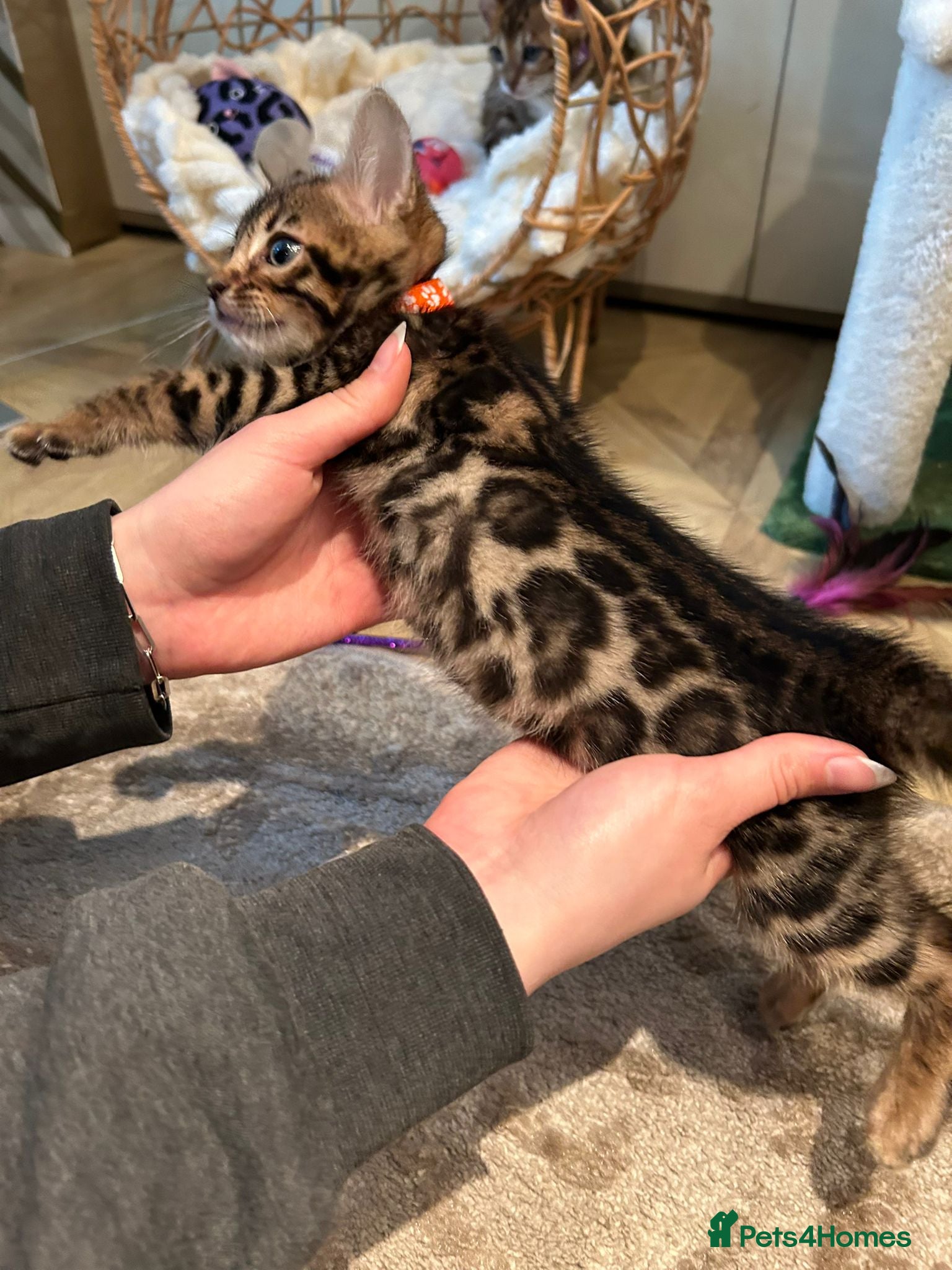 Bengal cats ❤️ Stunning Pure Bengal Kittens ❤️ - Advert 2