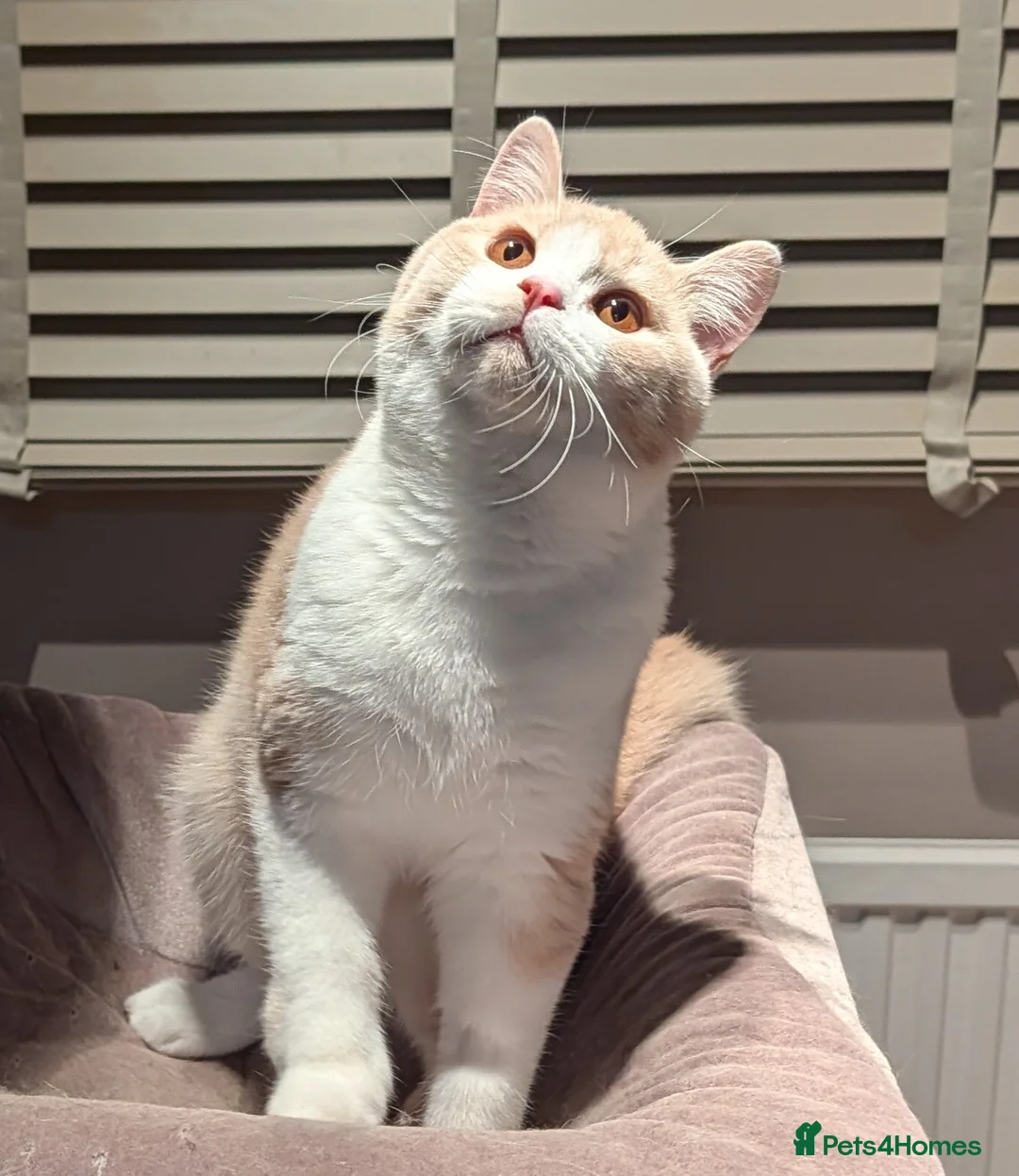 British Shorthair cats for sale: 💕Exceptional Bsh Bi-colour Boy💕 - Advert 2