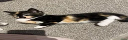 Mixed Breed cats for sale: 8 gorgeous kittens  - Advert 10